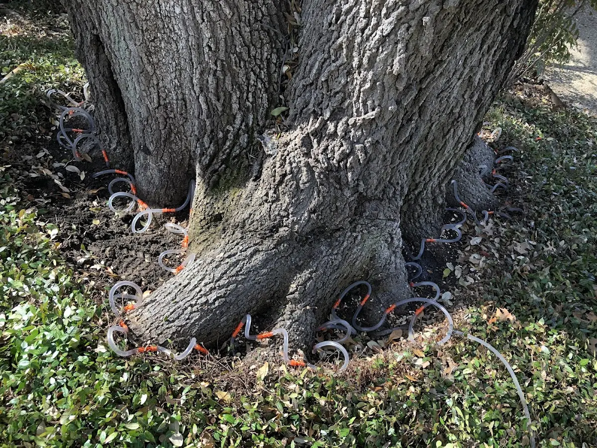 Detailed Tree Cabling and Bracing job site in Muscadine