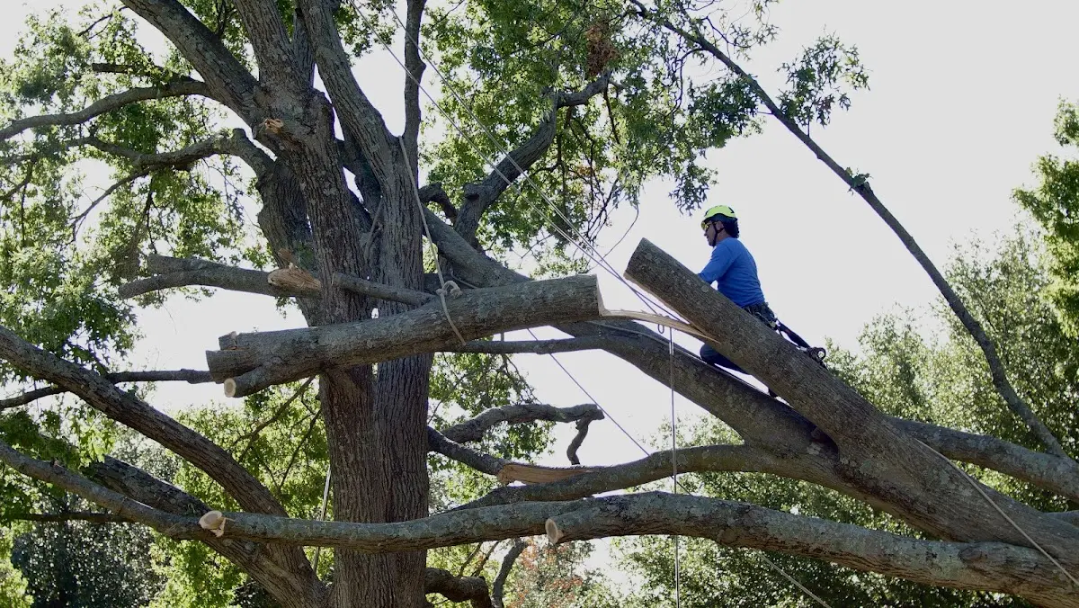 Professional Crown Thinning performed by certified arborists in Muscadine
