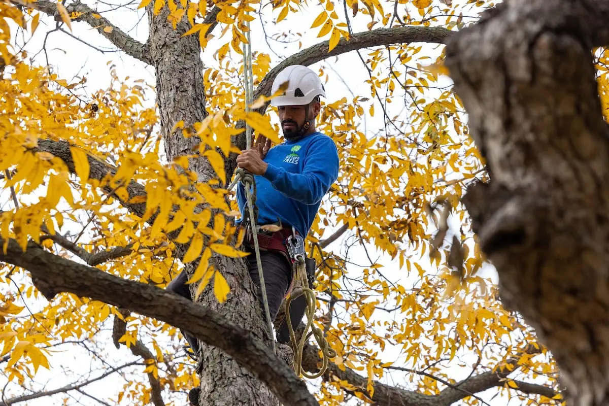Skilled Tree Planing crew working in Muscadine