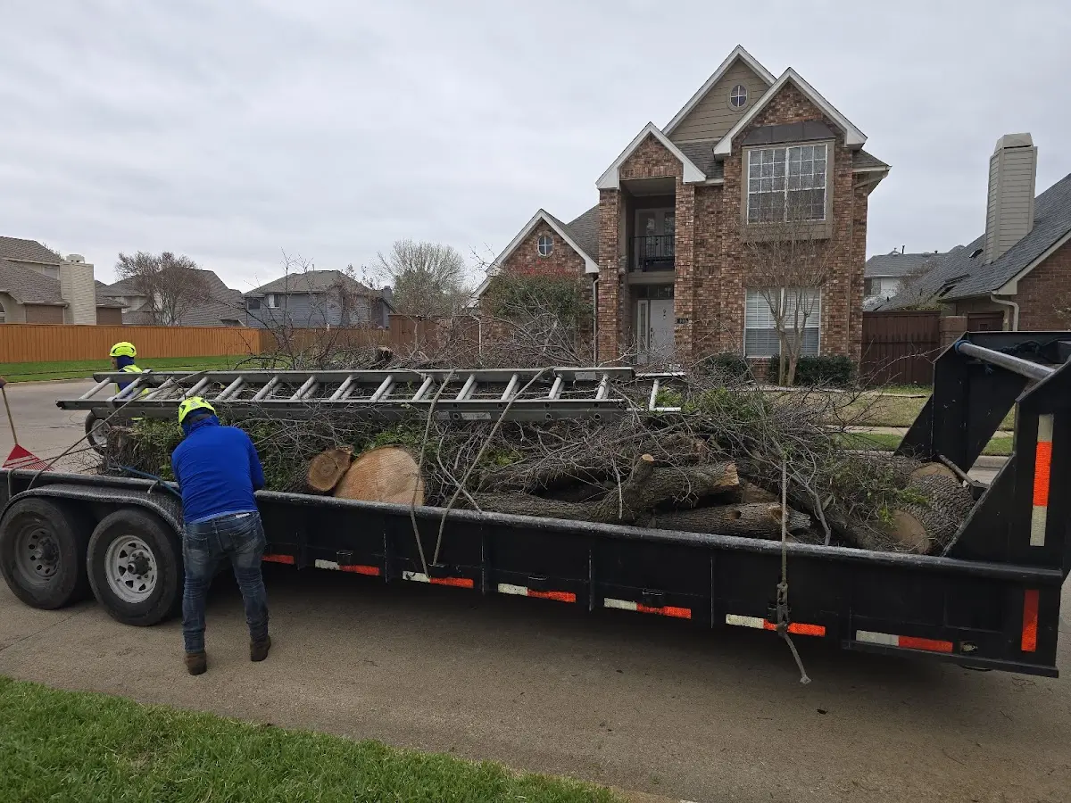 Expert Crown Reduction with proper safety equipment in Muscadine